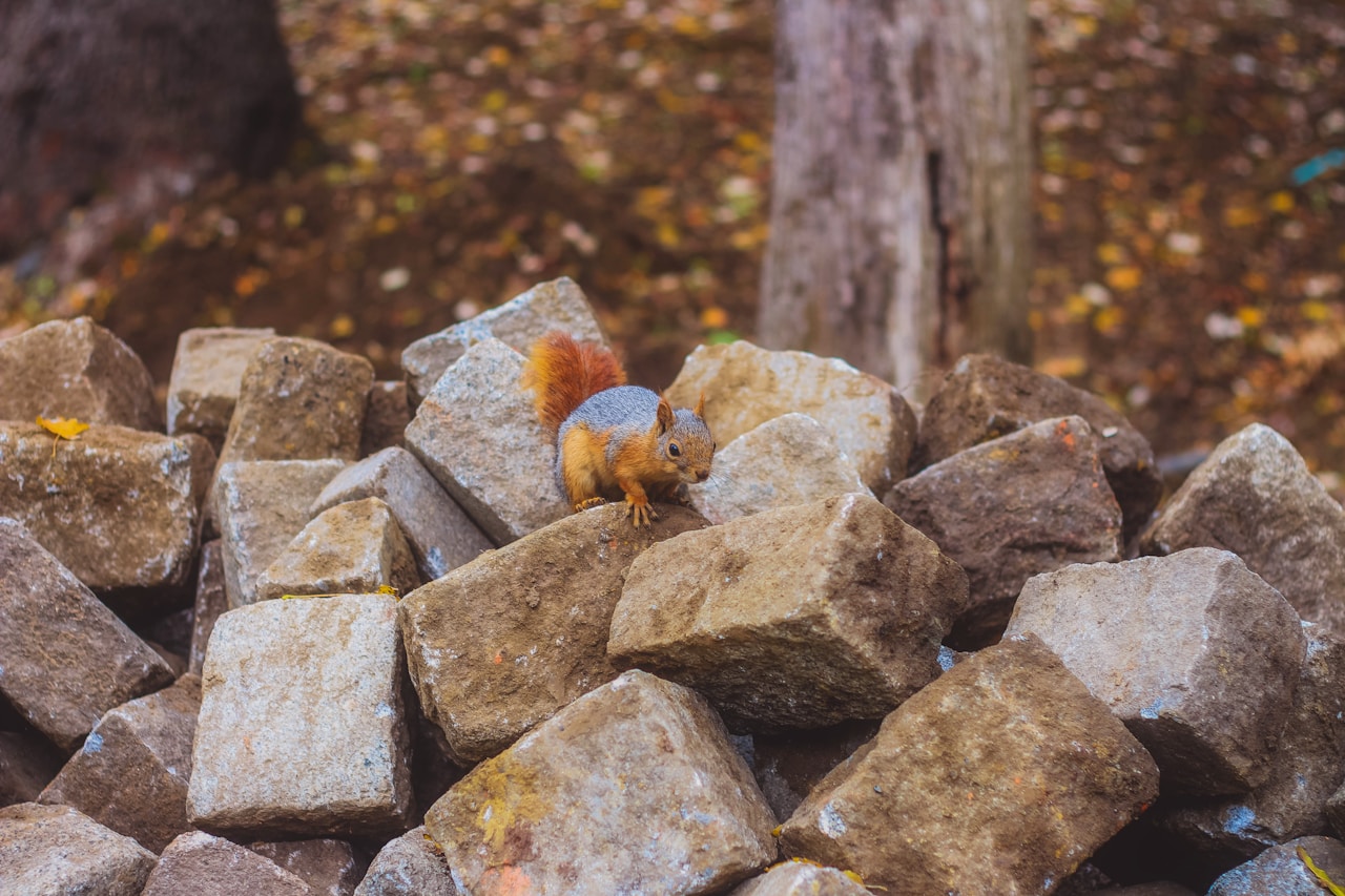 Ampertaler des Monats: Kobolde des Waldes