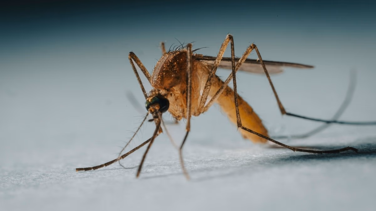 Drei Menschen sterben nach Infektionen