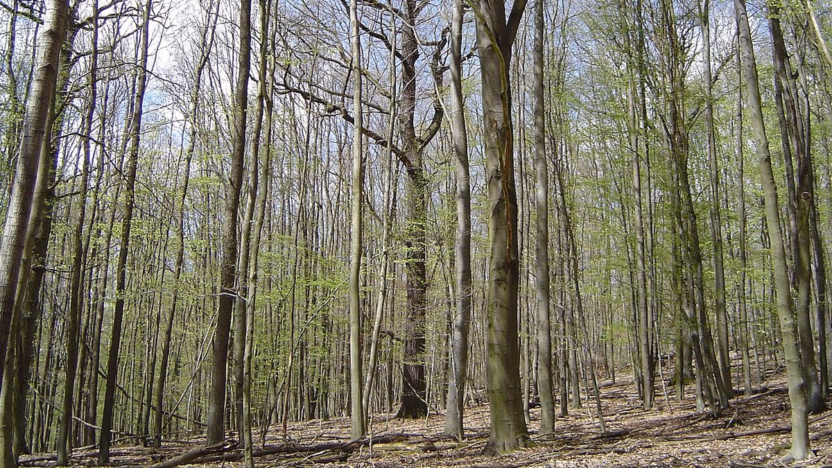 Nur jeder fünfte Baum gesund