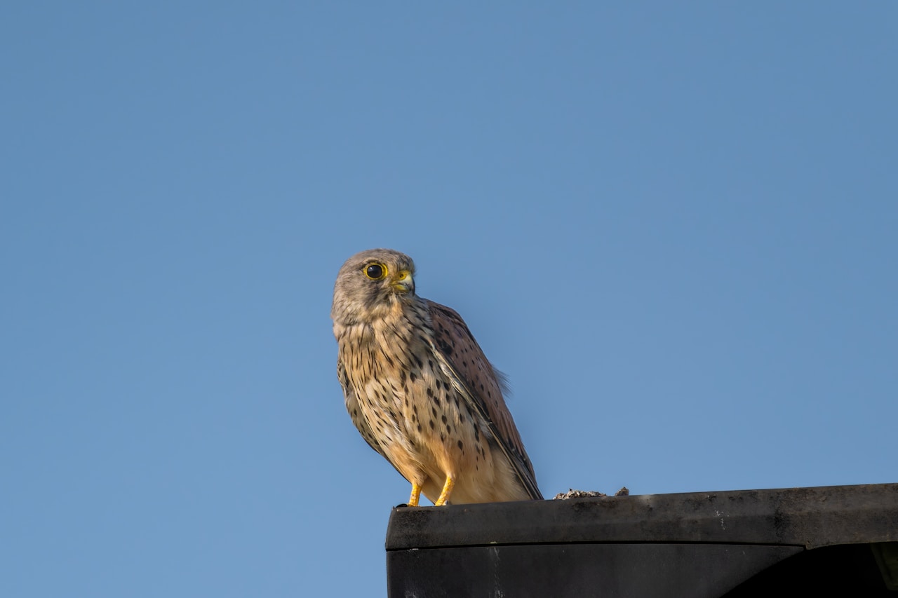 Umwelt und Natur: Vergiftete Tiere in Unterfranken: Bussard und Hund betroffen